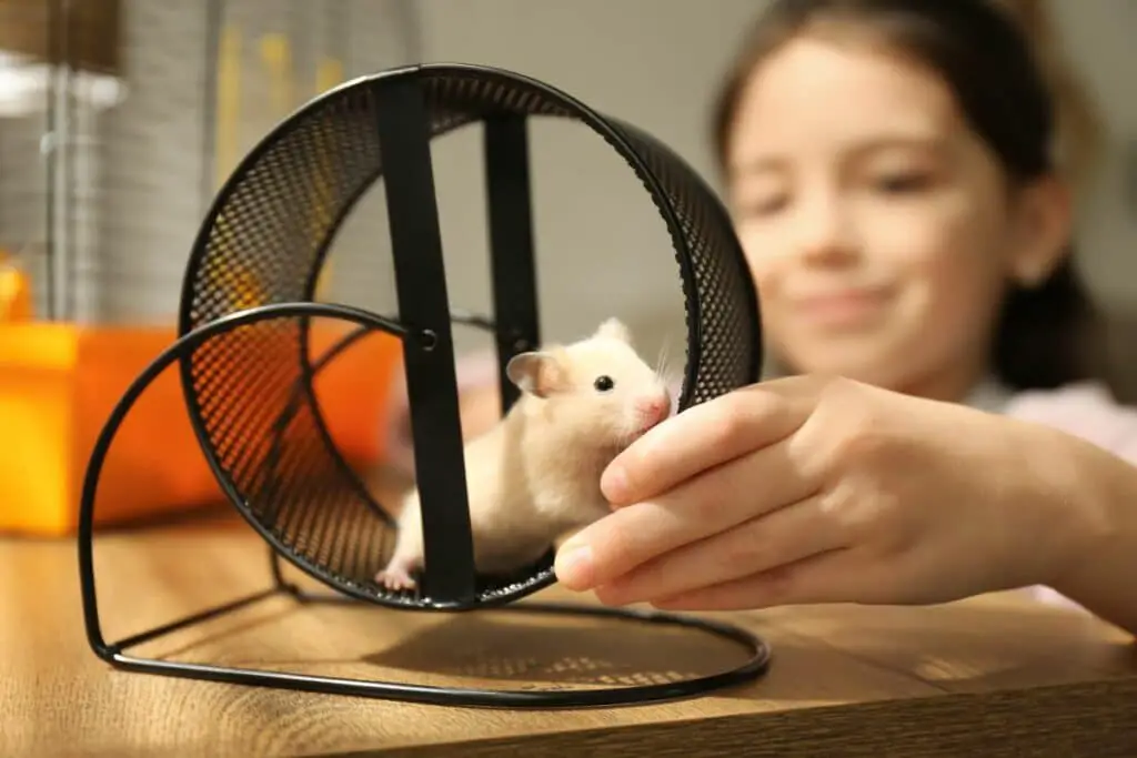 FEELING STUCK in the HAMSTER WHEEL of life? Read This!